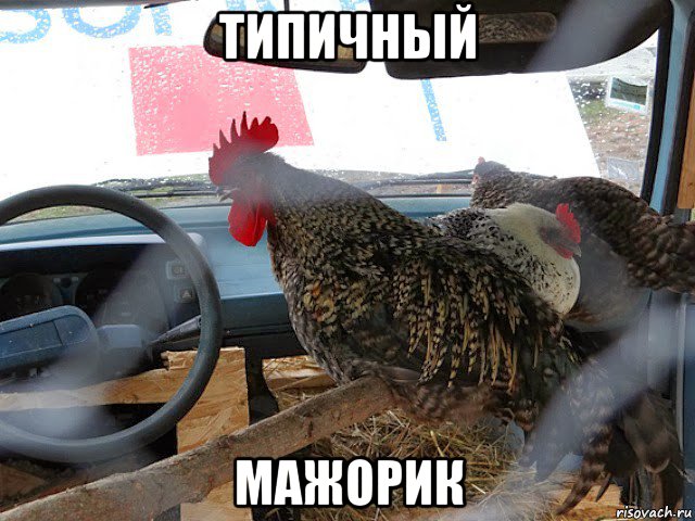 типичный мажорик, Мем Типичный петух за рулём