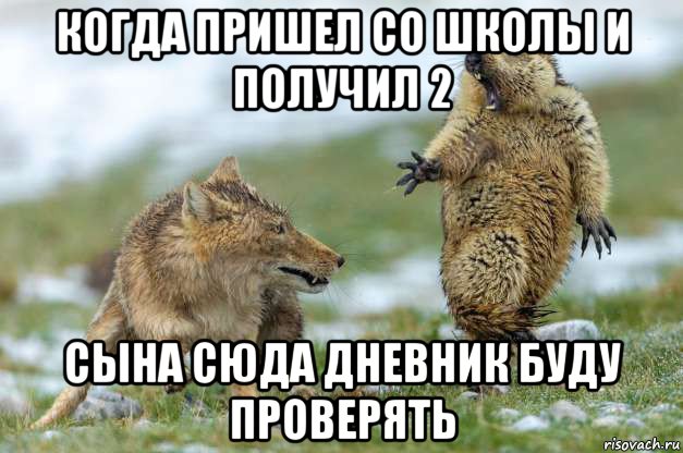 когда пришел со школы и получил 2 сына сюда дневник буду проверять, Мем Волк и суслик