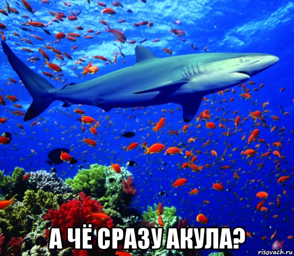  а чё сразу акула?