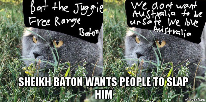  sheikh baton wants people to slap him, Мем Baton the Cat
