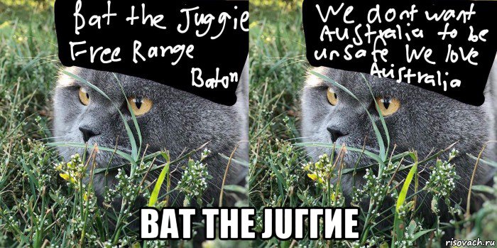  bat the juггие, Мем Baton the Cat