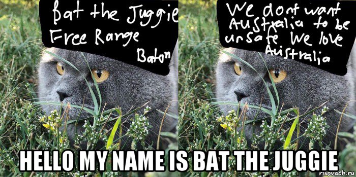  hello my name is bat the juggie, Мем Baton the Cat