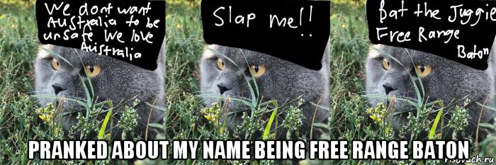  pranked about my name being free range baton, Мем Baton the Cat