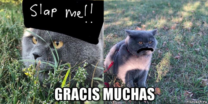  gracis muchas, Мем Baton the Cat