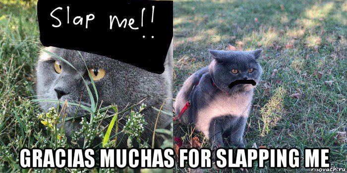  gracias muchas for slapping me, Мем Baton the Cat