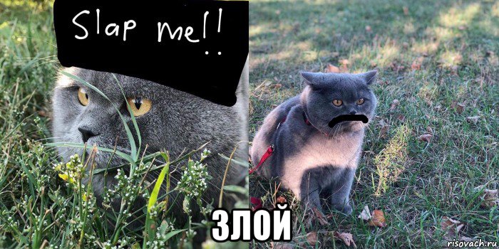  злой, Мем Baton the Cat
