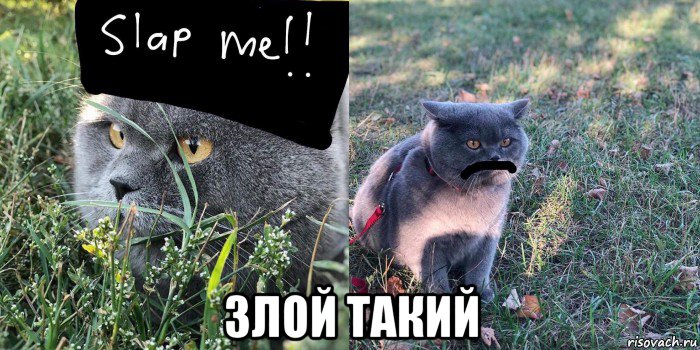  злой такий, Мем Baton the Cat