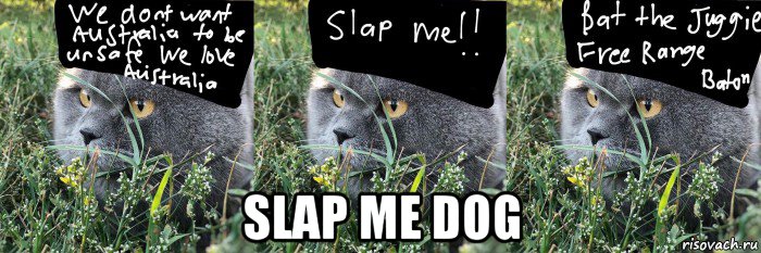  slap me dog, Мем Baton the Cat