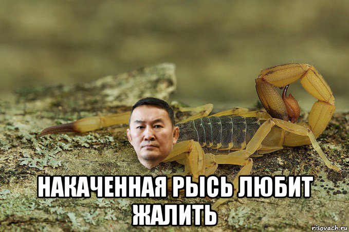  накаченная рысь любит жалить, Мем Баттулга скорпион