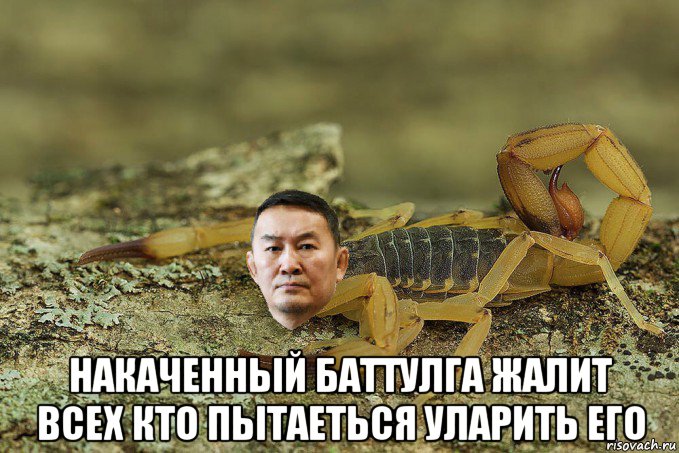  накаченный баттулга жалит всех кто пытаеться уларить его, Мем Баттулга скорпион