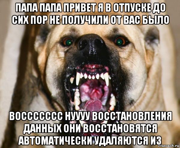 папа папа привет я в отпуске до сих пор не получили от вас было воссссссс нуууу восстановления данных они восстановятся автоматически удаляются из