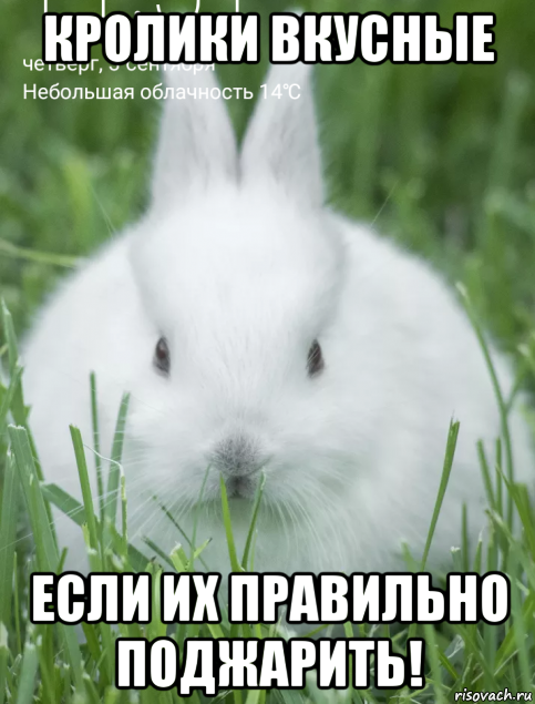 кролики вкусные если их правильно поджарить!, Мем Без комментариев
