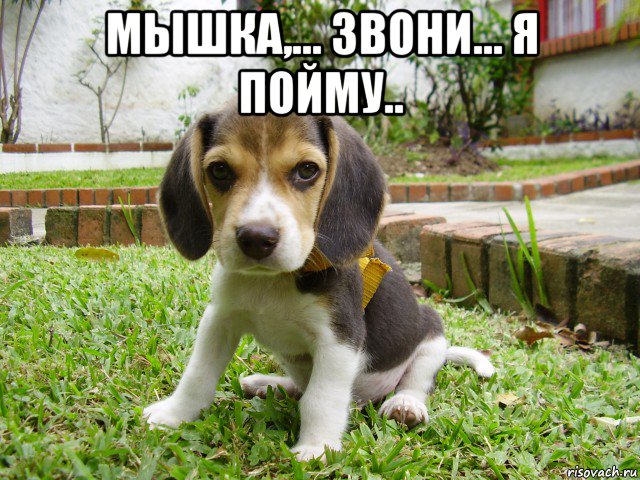 мышка,... звони... я пойму.. , Мем Бигль