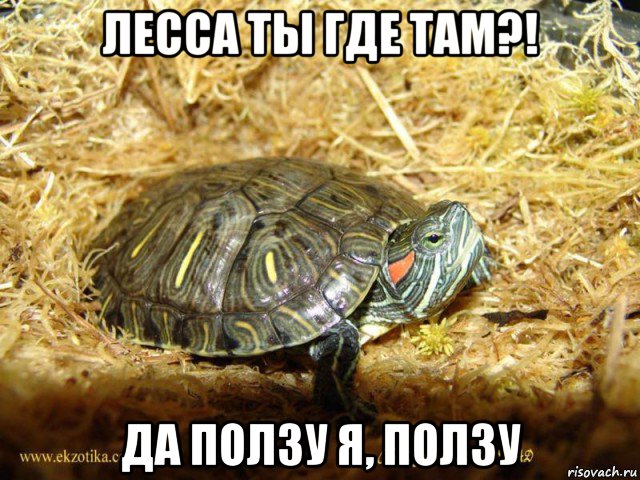 лесса ты где там?! да ползу я, ползу, Мем Черепаха
