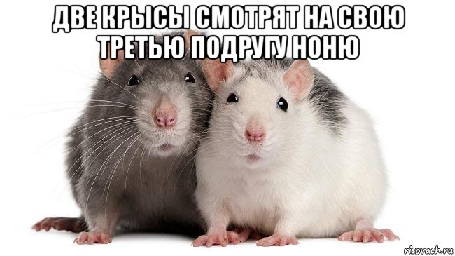 две крысы смотрят на свою третью подругу ноню , Мем Две крысы смотрят на третью