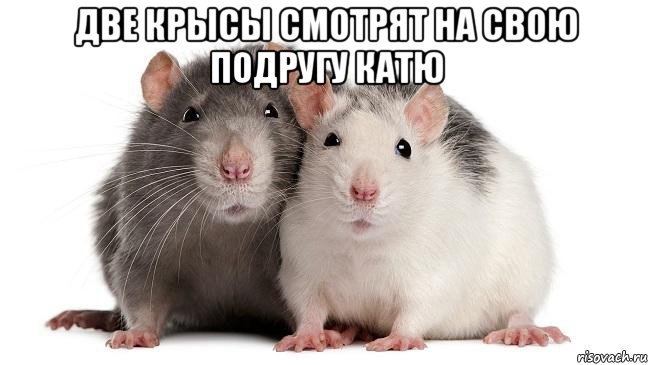 две крысы смотрят на свою подругу катю , Мем Две крысы смотрят на третью