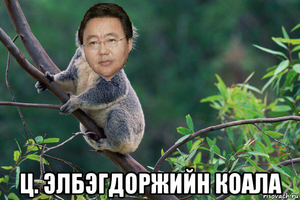  ц. элбэгдоржийн коала, Мем Elbegdorj koala