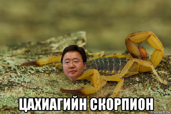  цахиагийн скорпион