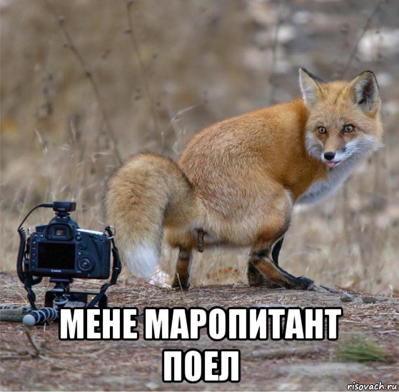  мене маропитант поел, Мем Фиббс
