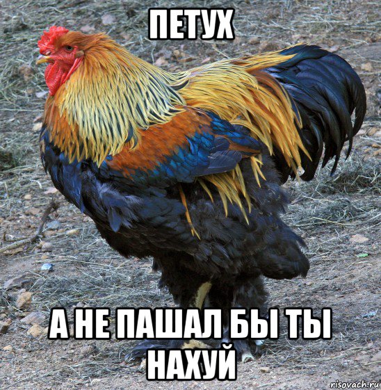 петух а не пашал бы ты нахуй, Мем Главбройлер