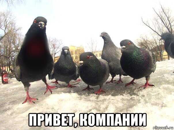  привет, компании