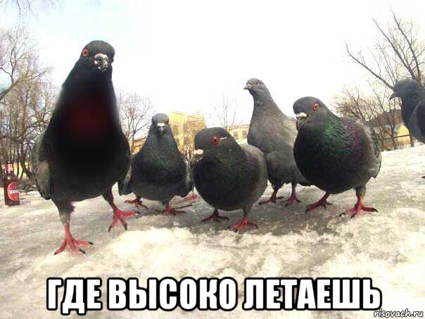  где высоко летаешь