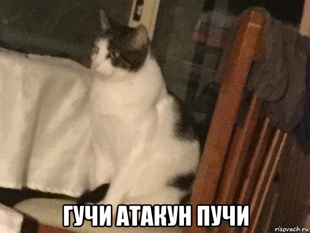  гучи атакун пучи, Мем Gucci the cat