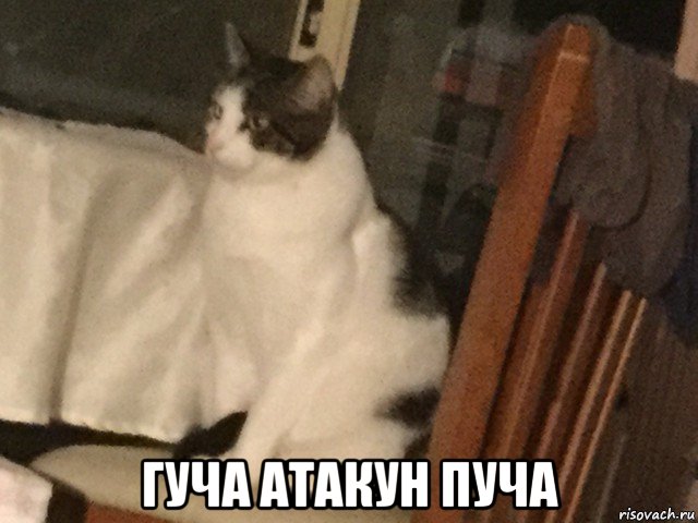  гуча атакун пуча, Мем Gucci the cat