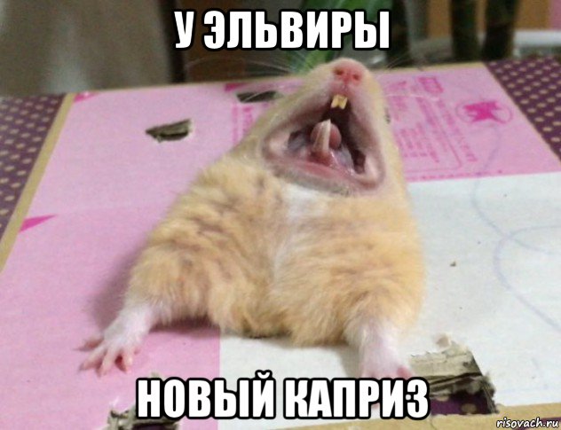 у эльвиры новый каприз