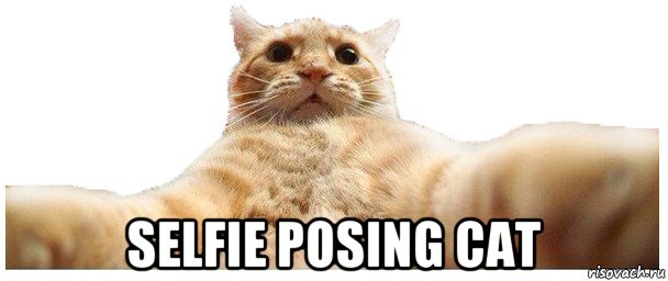  selfie posing cat, Мем   Кэтсвилл