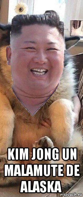  kim jong un malamute de alaska