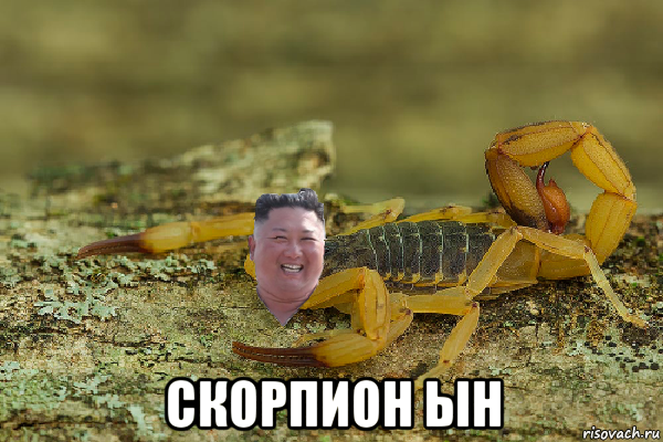  скорпион ын