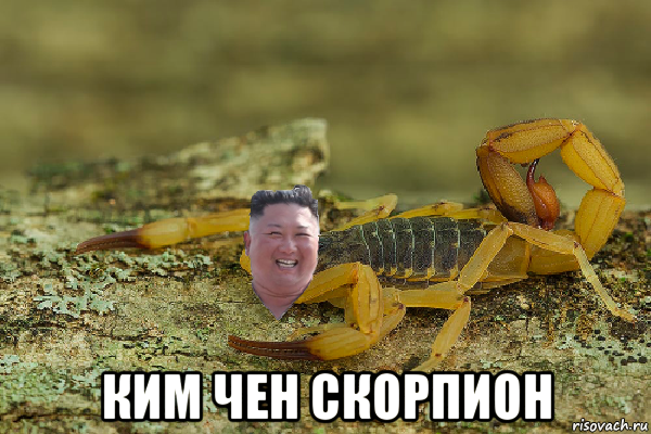  ким чен скорпион, Мем Kim Jong scorpion