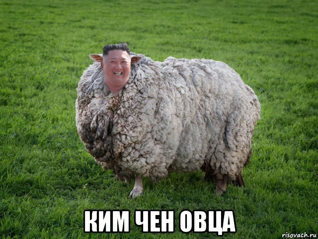  ким чен овца, Мем Kim Jong sheep