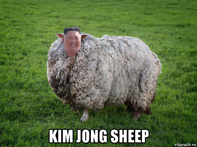  kim jong sheep