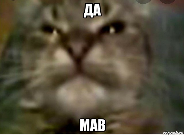 да мав, Мем Кiт ти маму МАВ
