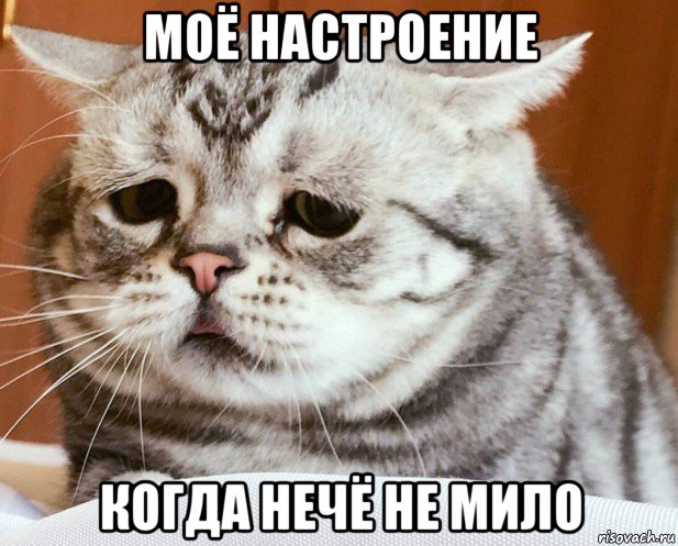 моё настроение когда нечё не мило, Мем Кот