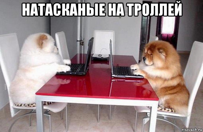 натасканые на троллей , Мем Коворкинг