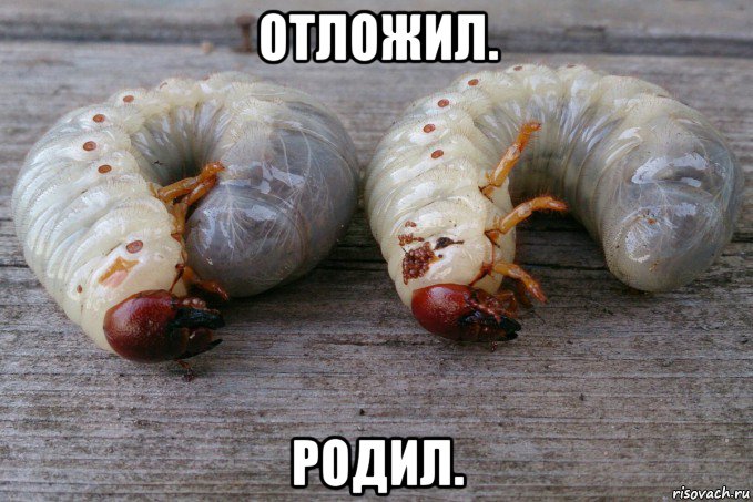 отложил. родил., Мем Личинки