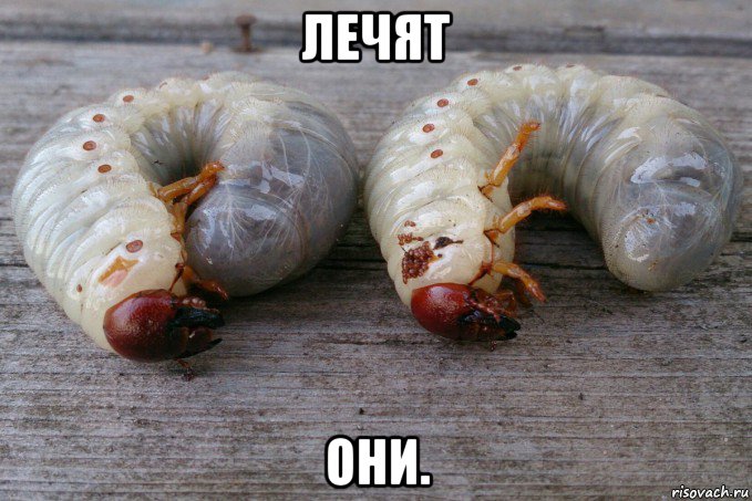 лечят они., Мем Личинки