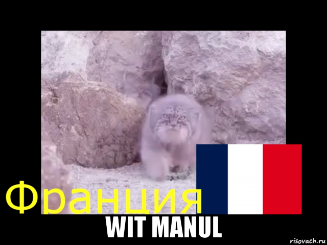  wit manul, Мем Манул