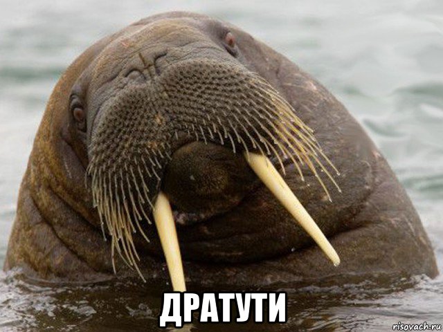  дратути