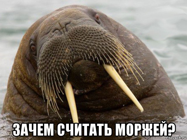 зачем считать моржей?