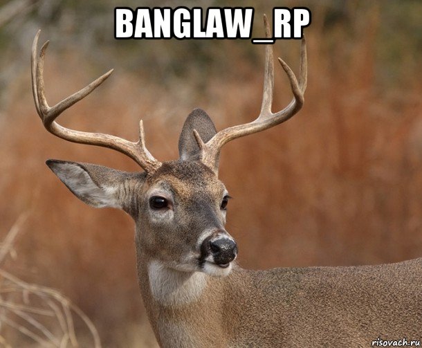 banglaw_rp 