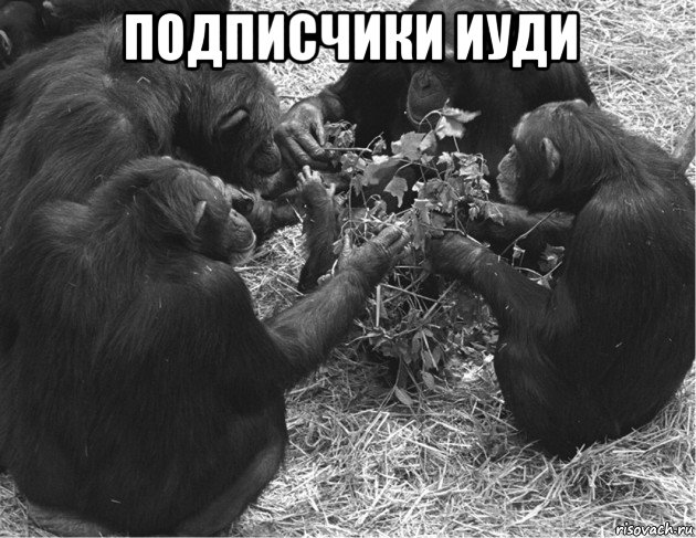 подписчики иуди 