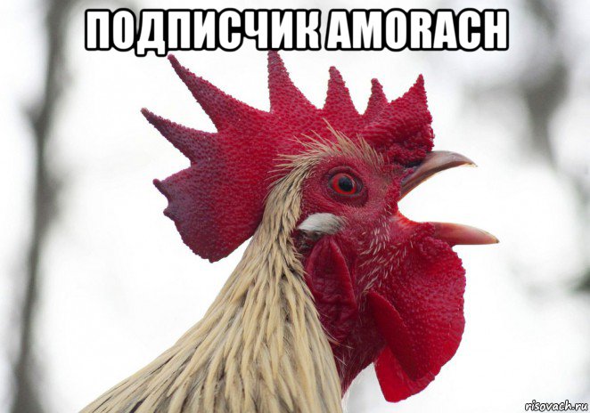 подписчик amorach 