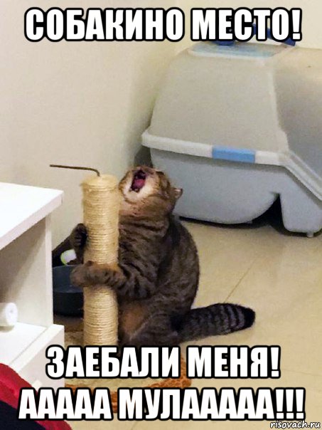 собакино место! заебали меня! ааааа мулааааа!!!