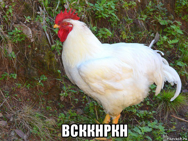  всккнркн, Мем Основбройлер