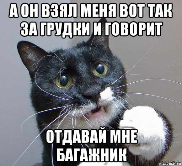 а он взял меня вот так за грудки и говорит отдавай мне багажник, Мем Печальный кот