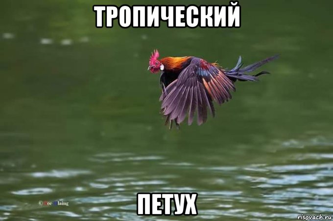 тропический петух, Мем Петух - Банкивская джунглевая курица
